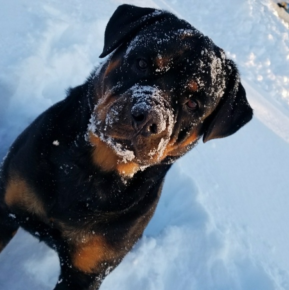 Meet your Posher, Jamie - Picture 2 of 5